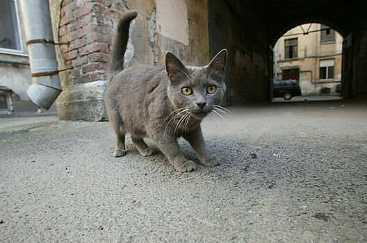 За плохое содержание животных хотят возбуждать дела