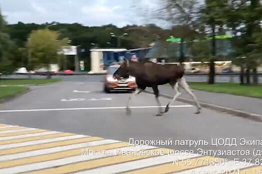 Перебегающий дорогу в Москве лось попал на видео