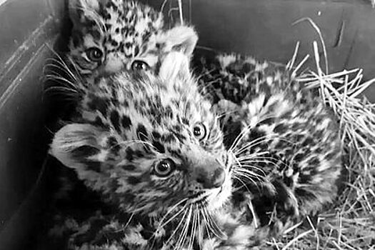 Найденные у трассы в Приморье котята леопарда умерли