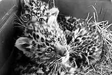 Найденные у трассы в Приморье котята леопарда умерли
