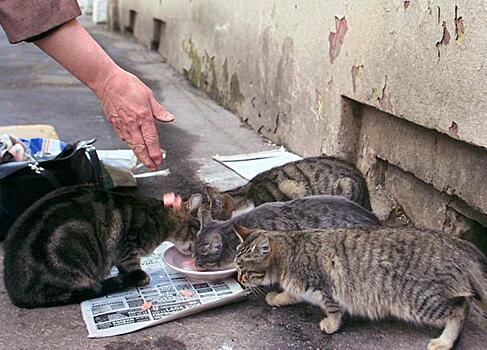 Житель Подмосковья развел в квартире 50 кошек и 20 птиц