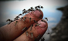 Как комары выбирают себе жертву