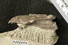 Беззубый элафрозавр впервые обнаружен в Австралии
