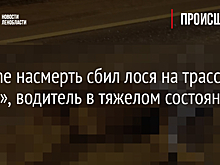 Porsche насмерть сбил лося на трассе «Кола», водитель в тяжелом состоянии