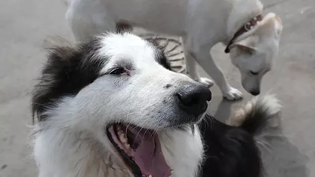 В Хакасии собака напала на ребенка