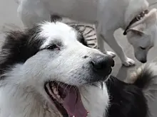 В Хакасии собака напала на ребенка