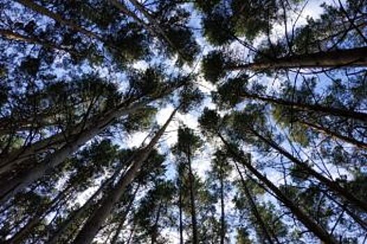 Мужчина со шрамом на руке пошел за грибами и пропал в Новосибирской области