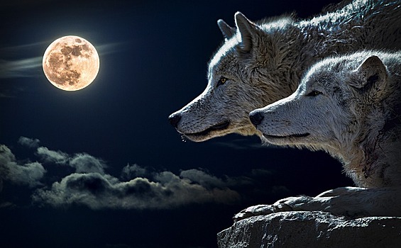 Дарвиновский музей расскажет жителям и гостям ЮЗАО о волках