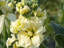 В Раменском г.о. построят тепличный комплекс для круглогодичного выращивания цветов