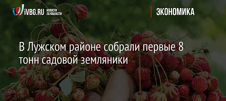 В Лужском районе собрали первые 8 тонн садовой земляники