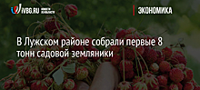 В Лужском районе собрали первые 8 тонн садовой земляники