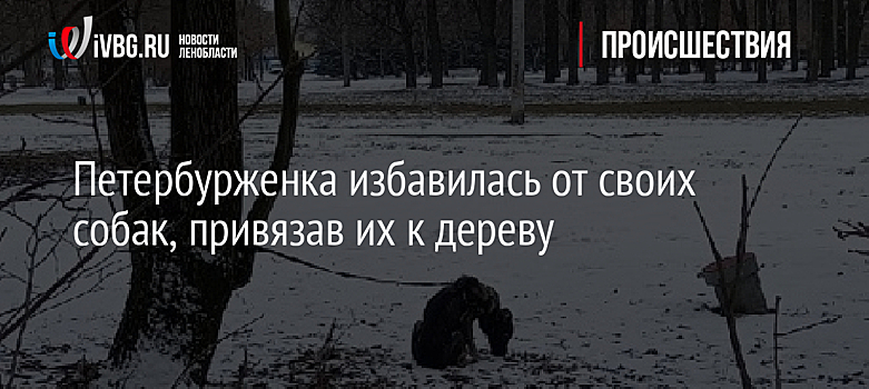 Петербурженка избавилась от своих собак, привязав их к дереву