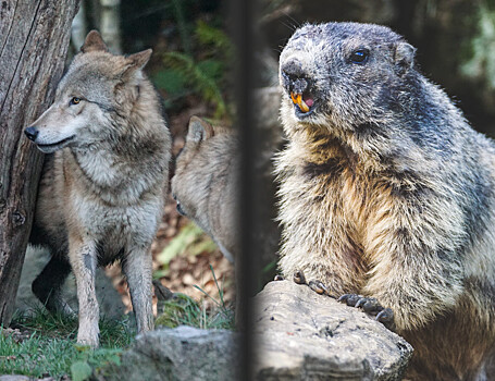 Для восстановления экосистем на западе США нужно больше волков и бобров