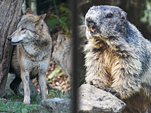 Для восстановления экосистем на западе США нужно больше волков и бобров