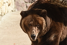 Иностранные фанаты пришли в восторг от медведя Розы и орла Акинфеева в Московском зоопарке