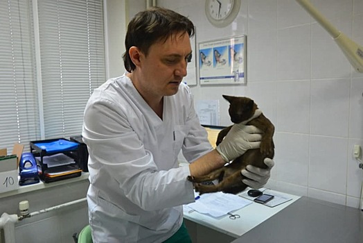 Бесплатную вакцинацию животных от бешенства проведут на Щербаковской 20 января