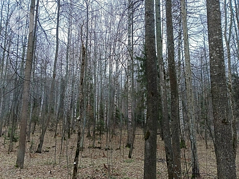 В Удмуртии оптимизируют маршруты патрулирования лесов с учётом установленных видеокамер