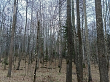 В Удмуртии оптимизируют маршруты патрулирования лесов с учётом установленных видеокамер