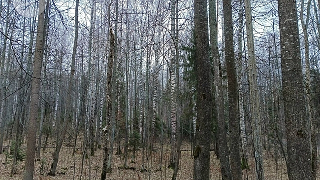 В Удмуртии оптимизируют маршруты патрулирования лесов с учётом установленных видеокамер