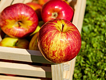 Врач сообщил, что съедавшие яблоко в виде перекуса люди реже болеют