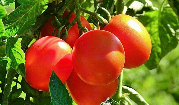 В Волгограде снижается инфляция благодаря урожаям и животноводству