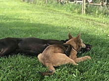 Из дробовика расстреляли собак в Воронежской области