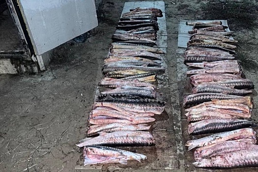 Под Астраханью задержали браконьера, перевозившего более 100 осетровых рыб