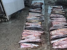 Под Астраханью задержали браконьера, перевозившего более 100 осетровых рыб