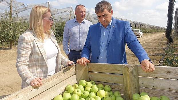 Урожай крымских летних яблок 2021 превысил 20 тысяч тонн