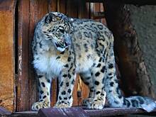 В российском зоопарке показали Кисуню