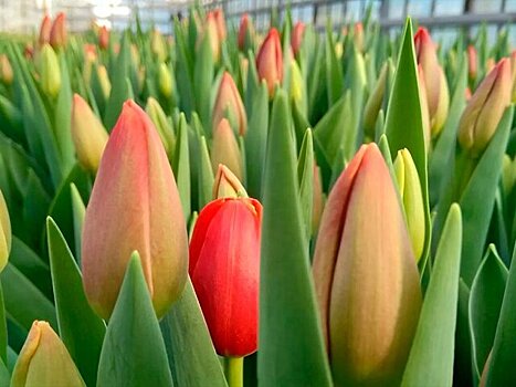 Около 1,6 млн цветов вырастили в столичных теплицах к 8 Марта