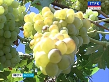 В Дагестане обсудили развитие виноградарства