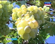 В Дагестане обсудили развитие виноградарства