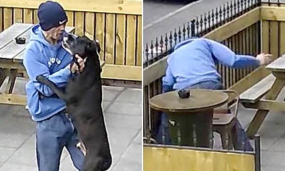 «Головой об забор»: мужчина избил своего пса на глазах сотрудников паба