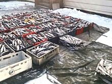 Полторы тонны омуля изъяты в Еланцах