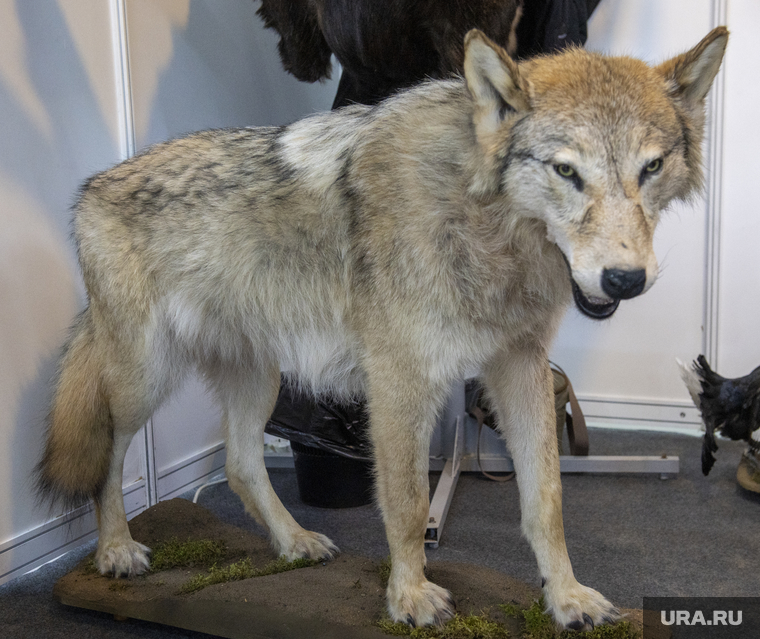 Курганское СУ СК проверит факт гибели женщины от укусов волка