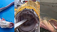 Рыба с человеческими зубами, акула и гигантский сом: чем хвастаются на видео рыбаки по всему миру