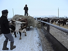 Волгоградские аграрии объединяются в кооперативы и получают господдержку