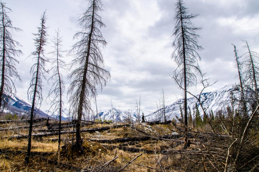 Лесные пожары вызывают нехватку воды в горных реках — исследование: Новости ➕1, 26.09.2022