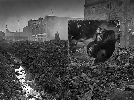 Английский фотограф Брандт представил вымирающих животных как пыль