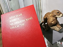 Истребляемые китайцами птицы попали в Красную книгу Челябинской области