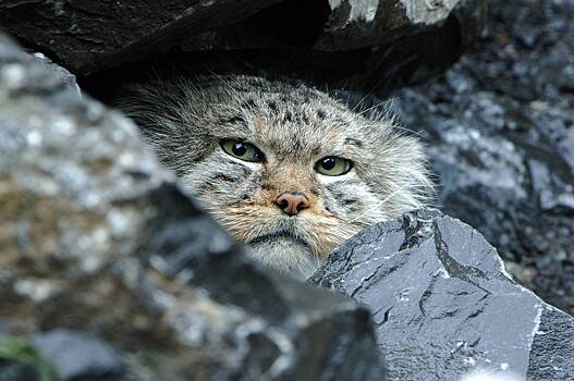 В российском зоопарке рассказали о подготовке манулов к зиме