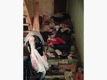 Стало известно о состоянии отзывавшейся на «кис-кис» девочки-маугли под Москвой