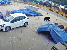 Дворняги спасли мужчину от медведя и попали на видео