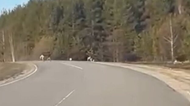 На дороги Пензенской области могут выходить дезориентированные лоси