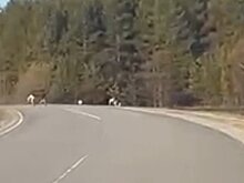 На дороги Пензенской области могут выходить дезориентированные лоси