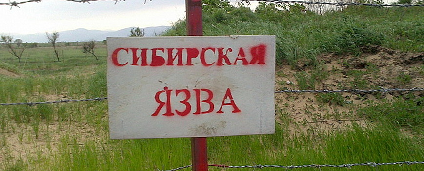 Врач раскрыл причину распространения сибирской язвы в России