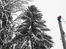 В России выбрали главную новогоднюю елку