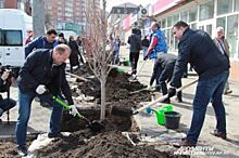 Приживутся ли клёны? Как ростовчане почистили «легкие» города