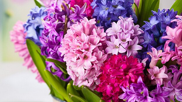 Цветоводы Ленобласти вырастили 8 млн цветов к Международному женскому дню